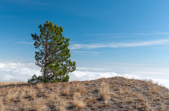 Autumnal landscape with lonely pine tree on Babuhan Yaila natural reserve in Crimean peninsula