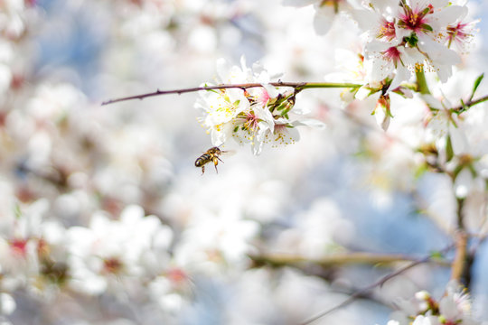 Macro photography of a bee collecting pollen on the flower of an almond tree during spring, selective focus
