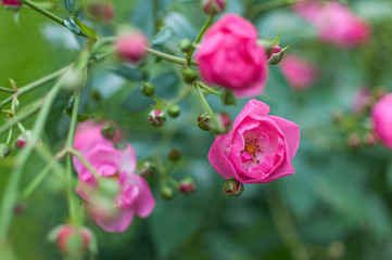small pink rose blossoms and buds on a branch