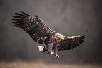Keuken spatwand met foto Isolated white-tailed eagle in flight with fully open wings © Reto