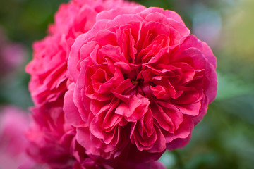 closeup of a full pink rose blossom