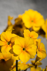 closeup of blooming yellow wallflower