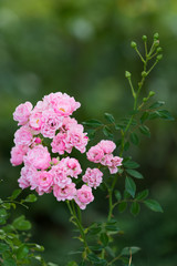 small pink rose blossoms and buds on a branch