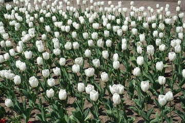 Flowerbed with lots of pure white tulips in April
