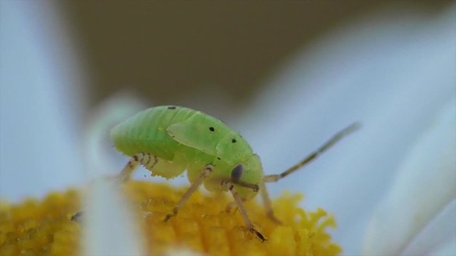 Wanze, Nymphe saugt an Bl&uuml;te, Eifel