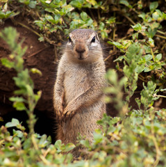 Squirrel on the look out