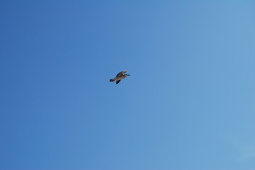 Flying seagull over blue Aegean Sea.