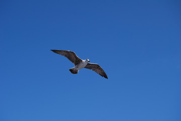 Fototapeta na wymiar Flying seagull over blue Aegean Sea.