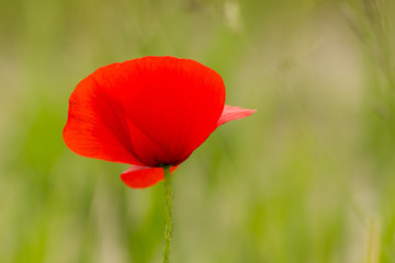 Close-up of a poppy flower in a field