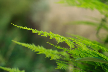 branch with bright green leaves close-up