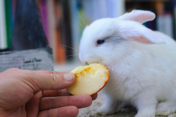 White homemade long-haired rabbit eats apple with the hands of a boy