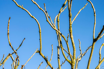 Tree branches without leaves close-up against a bright blue sky on a sunny spring day. Natural minimalistic concept of a beautiful background with plants and trees. Spring bright background.