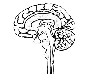 脳の断面図　モノクロ線画