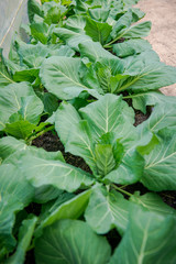 garden cabbage. Cabbage seedlings in the garden. greenhouse plants, seedlings in the greenhouse, selective focus, blur. Gardening. Growing cabbage sprouts in the ground.