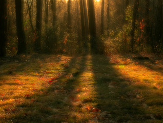 Obraz premium blurred forest with warm lights