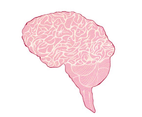 脳の全体像イラスト