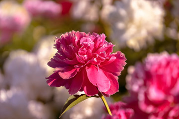 Blooming  pink and  white peonies in the garden close up. Selective  focus.