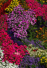  flowers background on full screen
