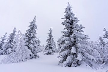 Frozen trees in deep snow. Tatra Mountains.