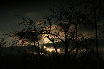 sun through  trees