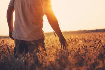 Male hand touching a golden wheat ear in the wheat field, sunset light, flare light. Ukrainian...