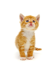 Red little cat on the white