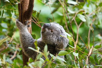 A Koala In Australia - obrazy, fototapety, plakaty