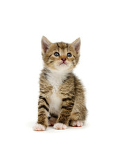 Funny striped kitten sitting on white