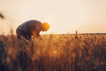 Amazing view with Man who check natural organic harvest In The Sunset Light. Farmer Walking Through...