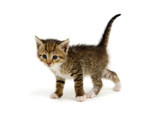 Naklejka premium Cut baby tabby kitten on white