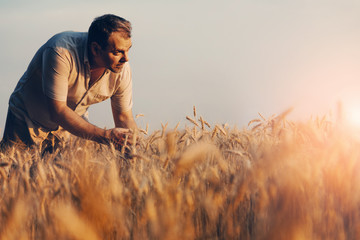 Amazing view with Man who check natural organic harvest In The Sunset Light. Farmer Walking Through...