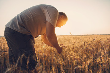Farmer in the Field Checking golden Wheat ears Crop Harvest. Sunset lens flare.