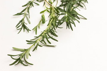 Sprig of rosemary on white background