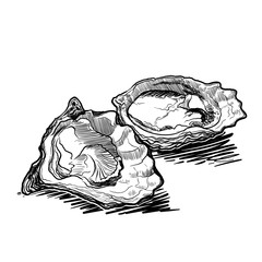 Still life drawing witha two opened oysters. Linear sketch isolated on white background. EPS10 vector illustration