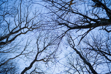 The gloomy silhouettes of tree branches before nightfall. Scary background for Halloween