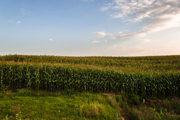 Fototapeta na wymiar Blue summer sky over a corn green field.