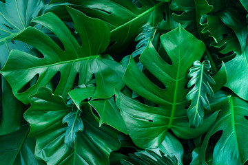 Obraz na płótnie Canvas Monstera green leaves or Monstera Deliciosa in dark tones, background or green leafy tropical pine forest patterns for creative design elements. Philodendron monstera textures