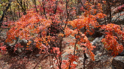 Autumn forest with trees with red and yellow leaves in Seoraksan National Park in South Korea.