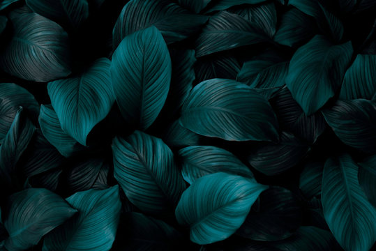 The concept of leaves of Cannifolium spathiphyllum, abstract dark green surface, natural background, tropical leaves © eakarat