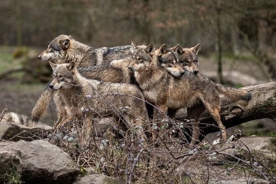 Family of grey wolf in the forest