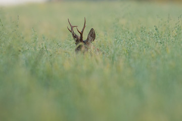 Roebuck - buck (Capreolus capreolus) Roe deer - goat