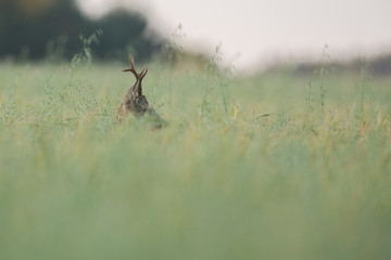 Roebuck - buck (Capreolus capreolus) Roe deer - goat