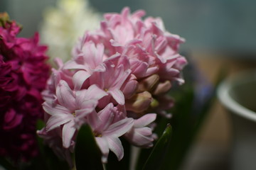 Hyacinth flowers