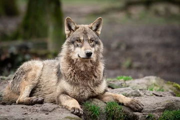 Wandcirkels aluminium Grey wolf in the forest © AB Photography