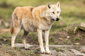 Obraz premium Timberwolf in the forest