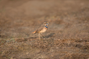 Bluethroat, Luscinia svecica, Kasarsai, Pune, Maharashtra, India