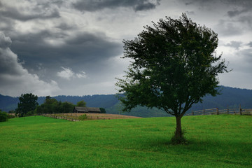 Obraz premium dark stormy sky and one tree on a meadow in carpathian mountains, wind, countryside, spruces on hills, beautiful nature, summer landscape