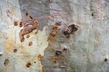 Close up of tree bark. Texture, background.