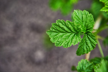 Sprouts of young leaves on the bush of black currant.