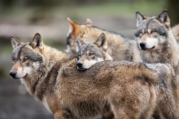 Selbstklebende Fototapeten Familie des grauen Wolfes im Wald © AB Photography
